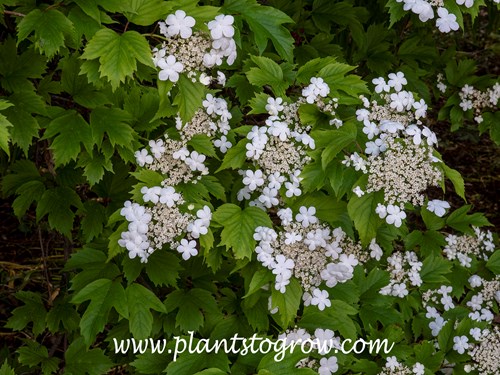 Defender Withrod Viburnum (Viburnum cassanodide)
(May 24)